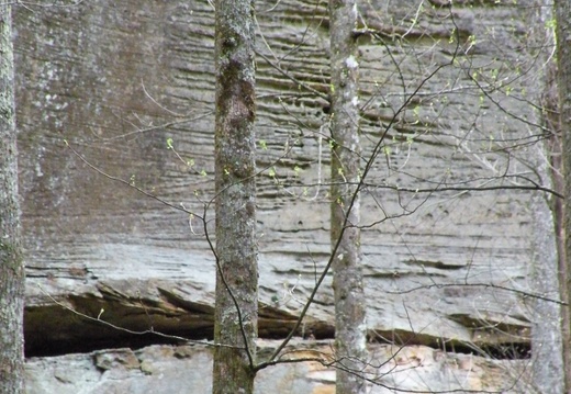 Trees &amp; Cliff